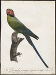 Palaeornis longicaudus = Psittacula longicauda (long-tailed parakeet)