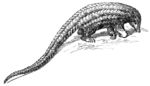 Manis longicaudata =  Phataginus tetradactyla (long-tailed pangolin)