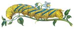 Caterpillar: African death's-head hawkmoth (Acherontia atropos)