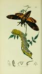 Acherontia atropos (African death's-head hawkmoth; adult & caterpillar)