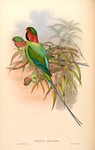 Palaeornis malaccensis = Psittacula longicauda nicobarica (Nicobar long-tailed parakeet)