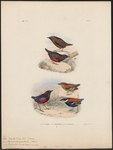 ...thropitta granatina (Garnet Pitta); (bottom/right) Pitta baudii = Hydrornis baudii (blue-headed ...