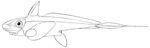 Chimaera monstrosa (rabbit fish)