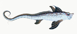 Sea Monster: Chimaera monstrosa (rabbit fish)