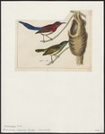 Promerops siparaja = Aethopyga mystacalis (Javan sunbird)