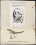 Promerops siparaja = Aethopyga mystacalis (Javan sunbird)