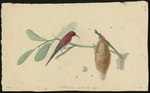 Nectarinia mystacalis = Aethopyga mystacalis (Javan sunbird)
