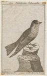 Die Tahitische Schwalbe = Hirundo tahitica (Pacific swallow) (cropped)