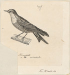 Hirundo javanica = Hirundo tahitica javanica (Pacific swallow, Java Swallow) (cropped)