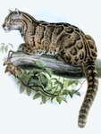 Leopardus brachyurus = Neofelis nebulosa (Formosan clouded leopard)