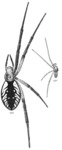 Argiope aurantia (yellow garden spider)