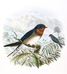 Hirundo angolensis (Angola swallow)