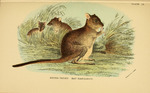Brush-tailed rat kangaroo = Bettongia penicillata (woylie, brush-tailed bettong)