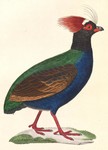 Cryptonix coronatus = Rollulus rouloul (crested partridge)