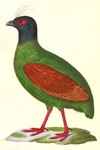 Cryptonix coronatus = Rollulus rouloul (crested partridge) female