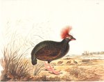 Green Wood Quail = Rollulus rouloul (crested partridge)