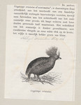 Cryptonix coronatus = Rollulus rouloul (crested partridge) cropped