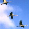 [남한 천연기념물 제203호] 재두루미 Grus vipio (white-naped crane)