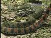 유혈목이 Rhabdophis tigrinus lateralis (Korean Tiger Keelback Snake)