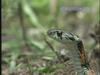 유혈목이 Rhabdophis tigrinus lateralis (Korean Tiger Keelback Snake)