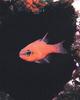 Cardinalfish (Apogon imberbis)