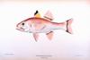 Pretty Tail Cardinalfish (Apogon menesemus)