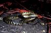 Australian Broad-headed Snake (Hoplocephalus bungaroides)