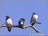 White-breasted Wood-Swallow (Artamus leucorynchus)