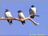 White-breasted Wood-Swallow (Artamus leucorynchus)