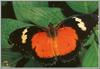 Malay Lacewing (Cethosia hypsea)