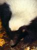 Hog-nosed Skunk (Conepatus sp.)