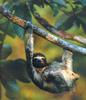 Three-toed Sloth (Bradypus sp.)