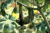 Three-toed Sloth (Bradypus sp.)
