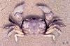 남방방게 Helice leachi (Grey Shore Crab)