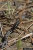 Pygmy Rattlesnake (Sistrurus miliarius)