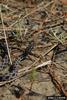 Pygmy Rattlesnake (Sistrurus miliarius)