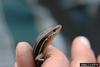 Southeastern Five-lined Skink (Eumeces inexpectatus)