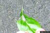 Euonymus Leaf Notcher (Pryeria sinica) larvae