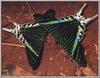 Green Padge Moth (Urania leilus)