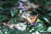 American Lady Butterfly (Vanessa virginiensis)
