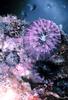 Mushroom Coral (Fungia scutaria)