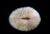 Mushroom Coral (Fungia scutaria)