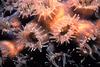 Coral polyps (Anthozoa)