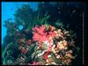 Coral (Anthozoa)