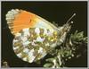 Orange Tip Butterfly (Anthocharis cardamines)