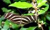 Zebra Longwing Butterfly (Heliconius charitonius)