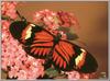 Postman Butterfly (Heliconius melpomene)