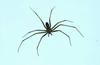 Brazilian Brown Spider (Loxosceles intermedia)