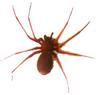 Brazilian Brown Spider (Loxosceles intermedia)