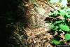 Eastern Garter Snake (Thamnophis sirtalis)